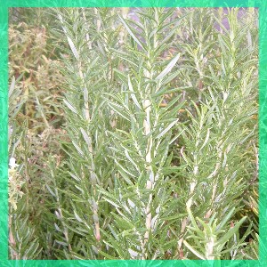 Rosemary essential oil of organic